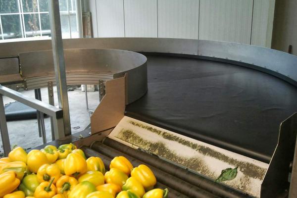 Transport of peppers by means of a round conveyor Type KDC