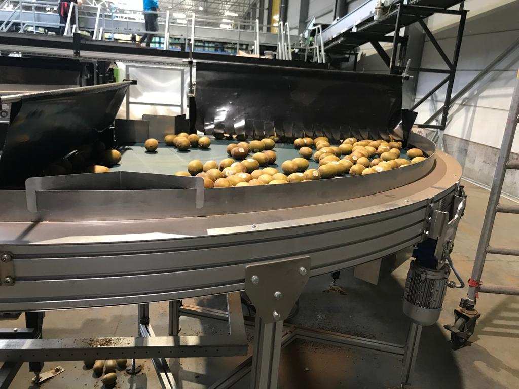 Transport of kiwis with curved conveyor Type KDC