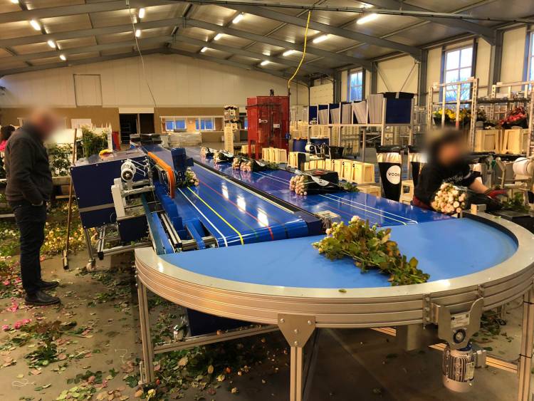 Transport of flowers with curved conveyor Type KDZ