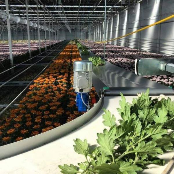 Blumentransport mit einem Kurvenband Typ R