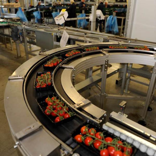 Tomatentransport mit Rundförderband Typ R