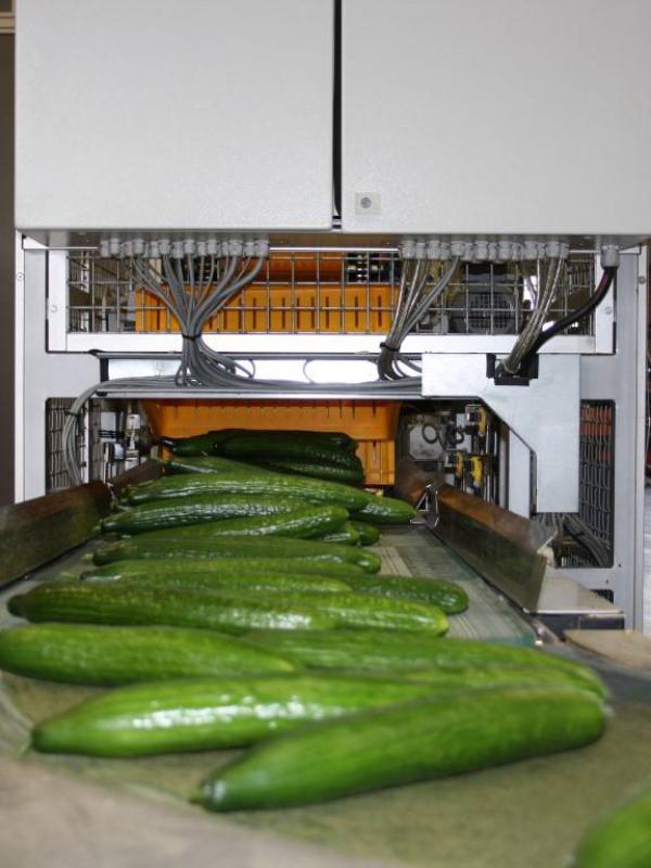 Transport of cucumbers with curved belt Type KDC