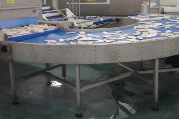 Transport of fish with curved belt Type R