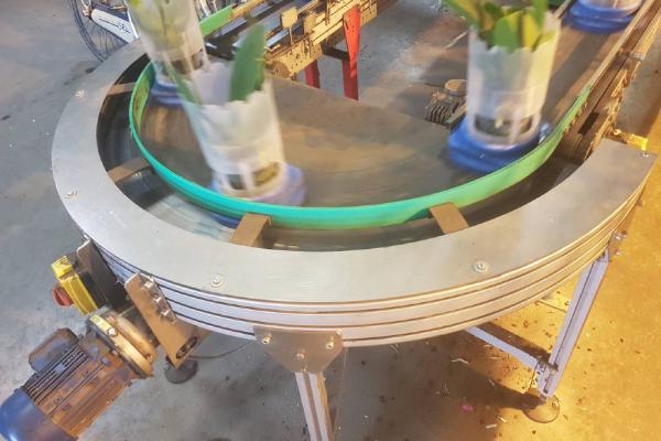 Transport of flowers with a curved conveyor Type KDZ