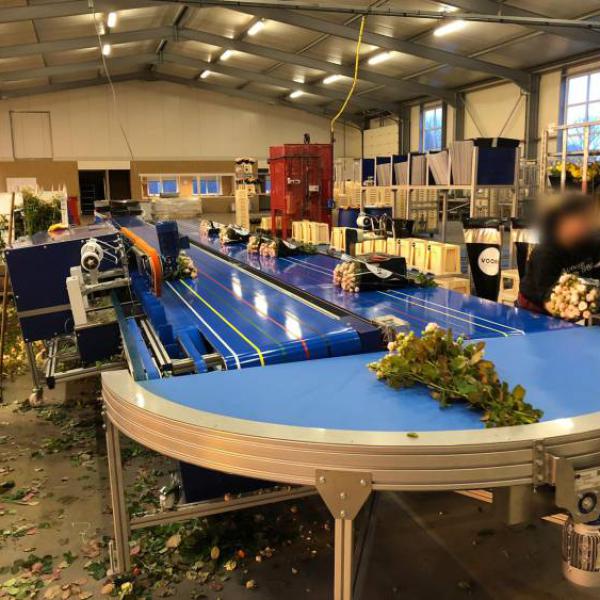 Transport of flowers with curved conveyor Type KDZ