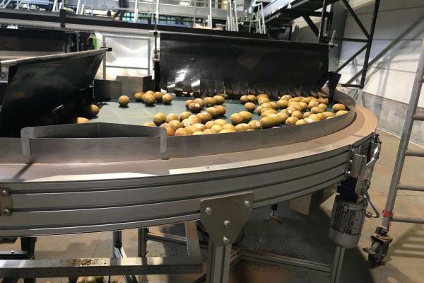 Transport of kiwis with curved conveyor Type KDC
