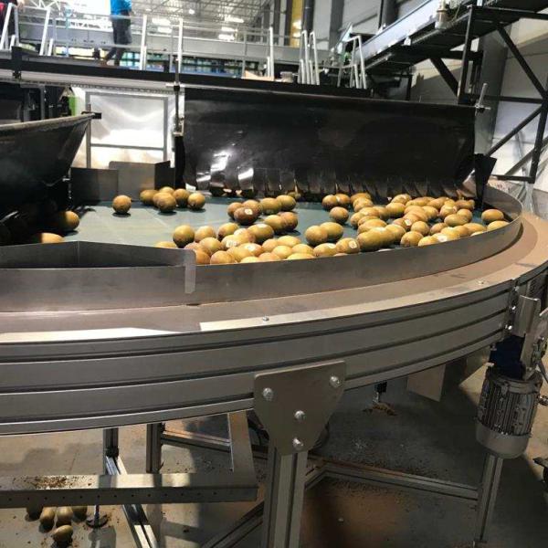 Transport of kiwis with curved conveyor Type KDC