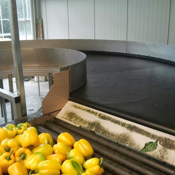 Transport of peppers by means of a round conveyor Type KDC