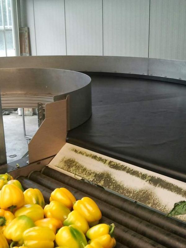Transport of peppers by means of a round conveyor Type KDC