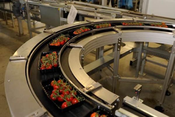 Transport of tomatoes with a round conveyor Type R