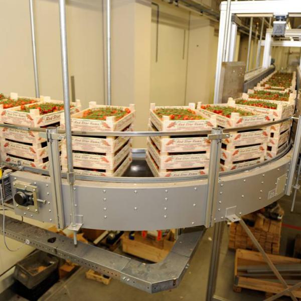 Transport of tomatoes with a round conveyor Type R