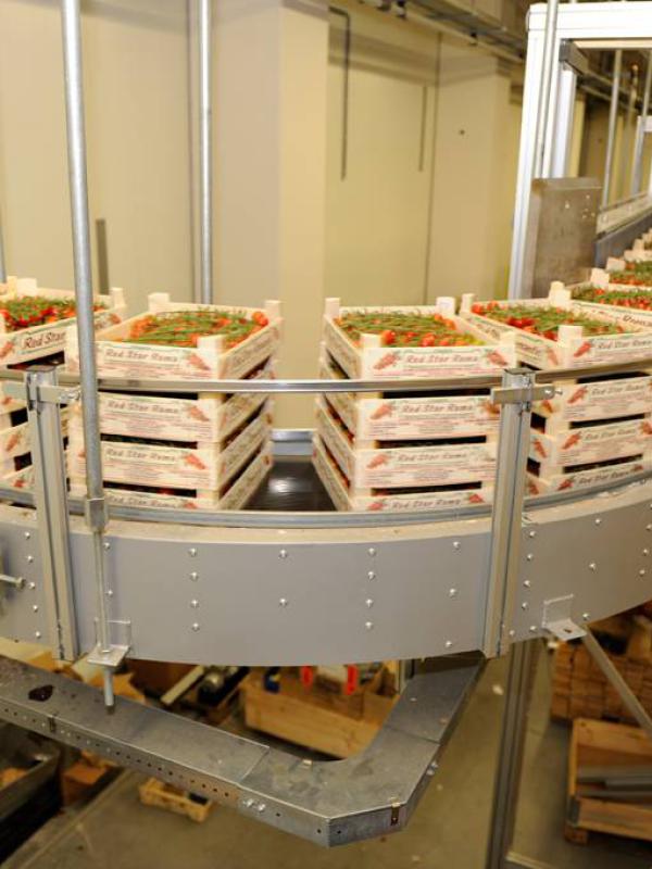 Transport of tomatoes with a round conveyor Type R
