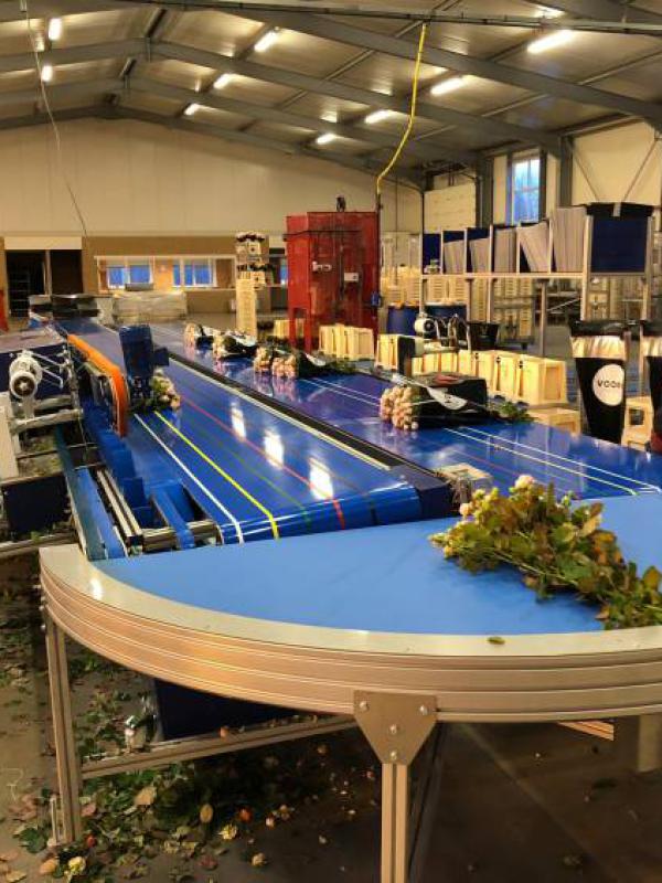 Transport van bloemen met bochttransporteur Type KDZ