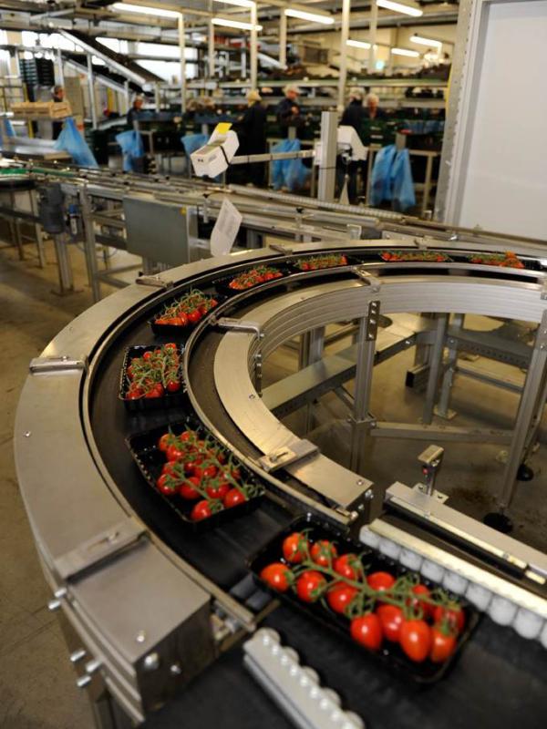 Transport van tomaten met een rondtransporteur Type R